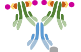 ABC-kits (Avidine/Biotine-complex)