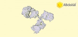 Buy One Get One Free: 20 µl Rabbit Monoclonal Antibodies