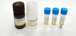 Bestel primaire antilichamen en ontvang een gratis Western Blot-kit