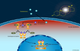 Specific pathways