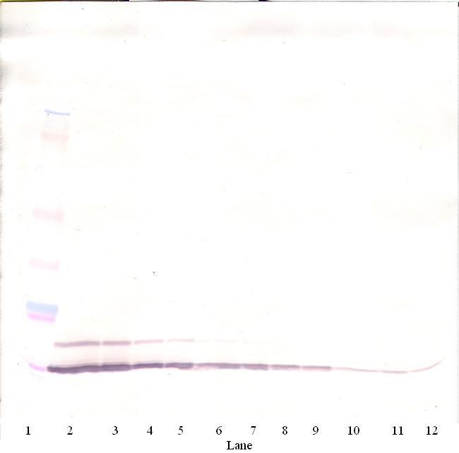 CCL5 (RANTES) Antibody (500-P78-100UG) in WB CCL5 (RANTES) Antibody in Western Blot (WB)