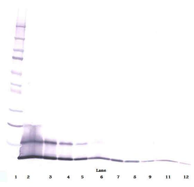 CCL5 (RANTES) Antibody (500-P78-100UG) in WB CCL5 (RANTES) Antibody in Western Blot (WB)