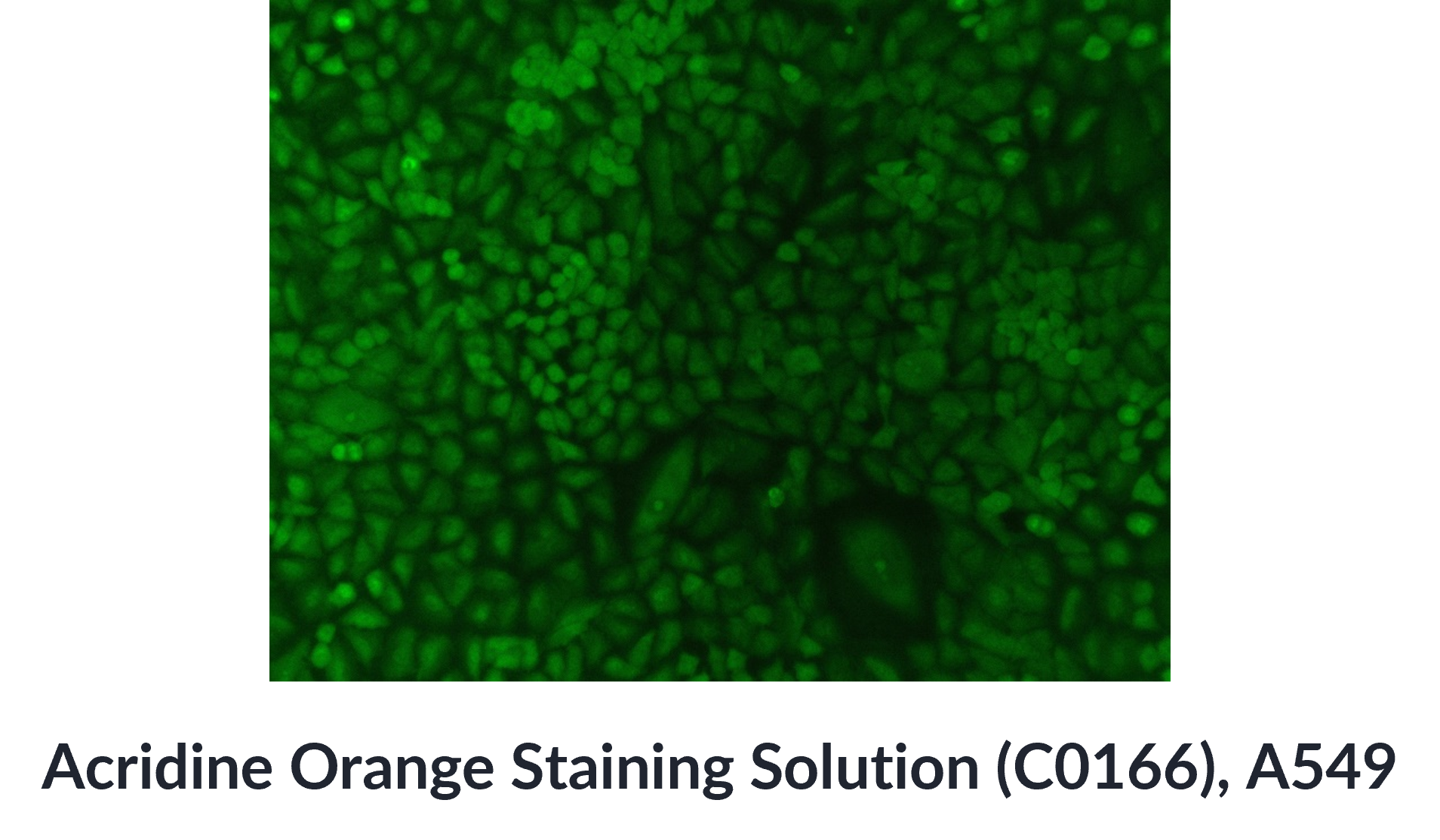 Targetmol | C0160 C0164 C0166 | Image