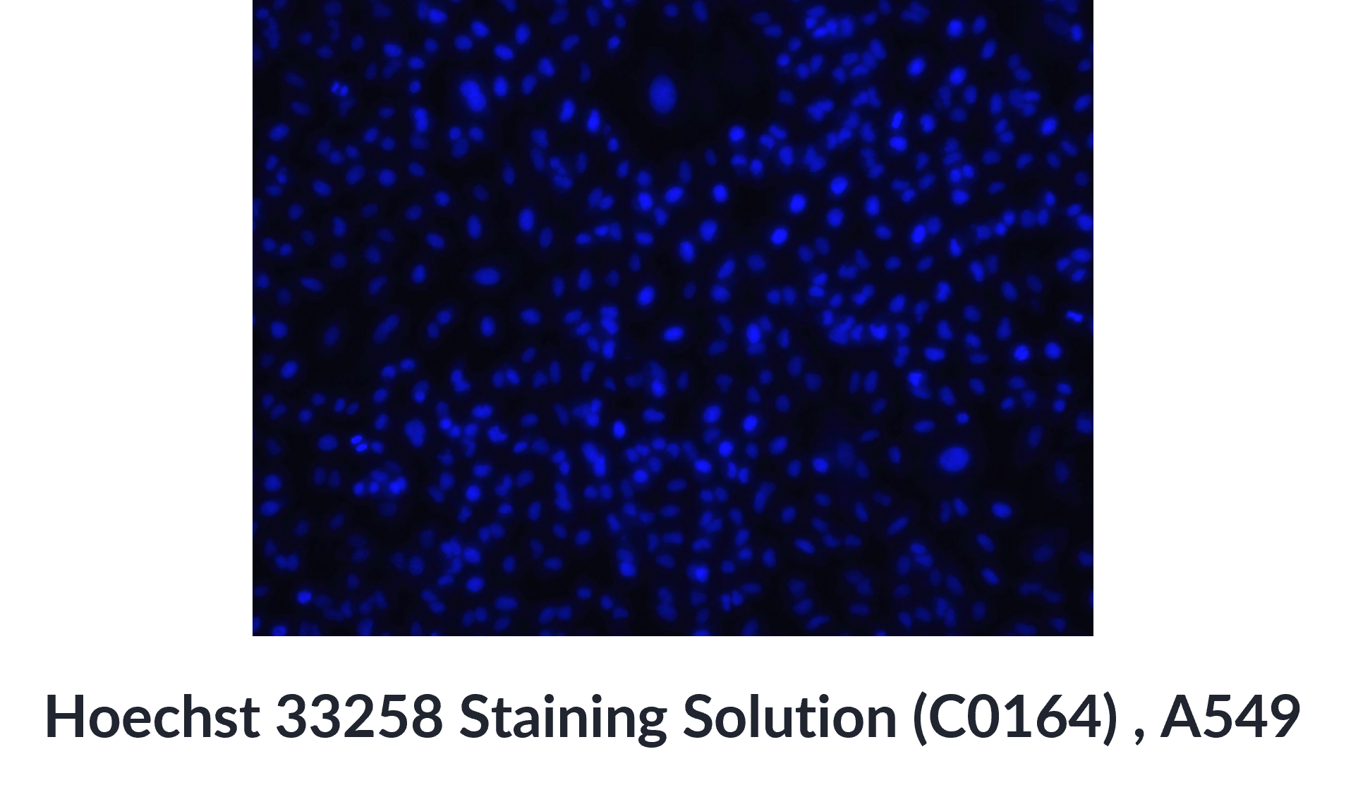 Targetmol | C0164 | Image