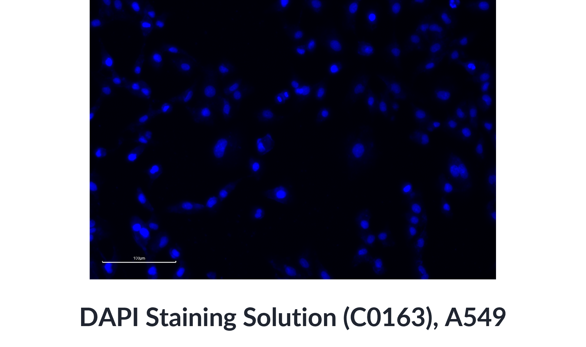 Targetmol | C0163 | Image