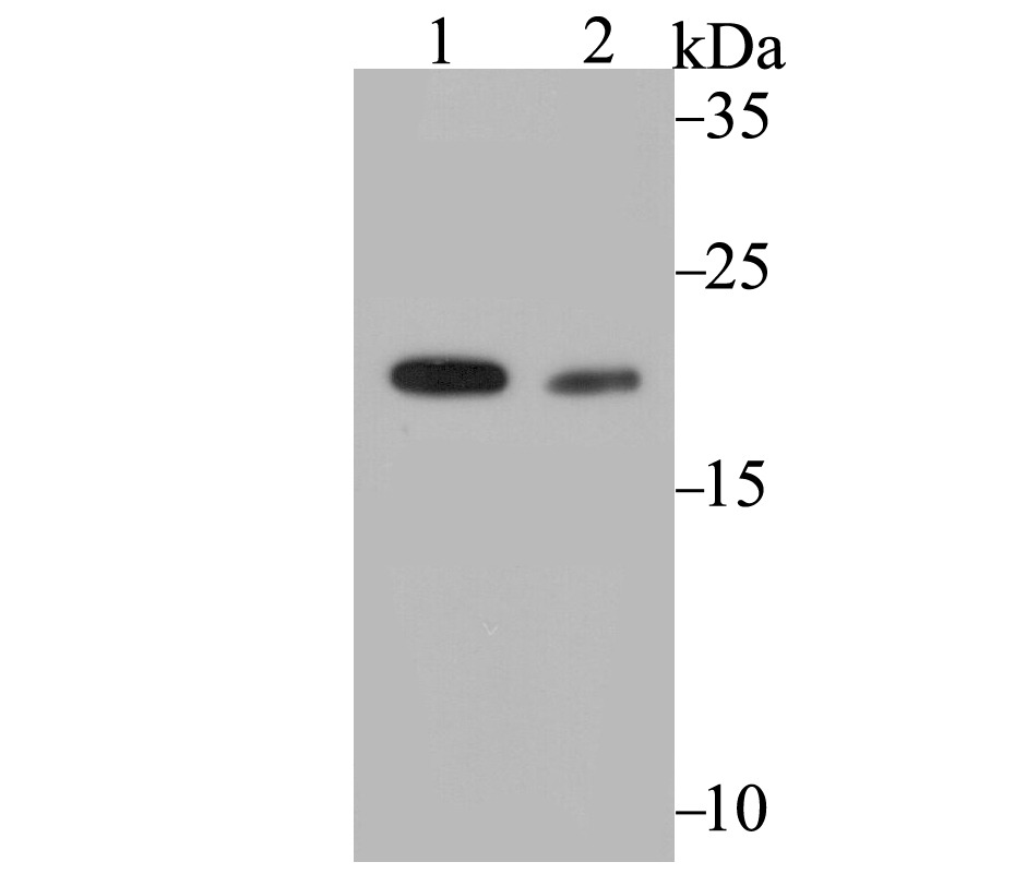 Anti-COMT Antibody (7B935)