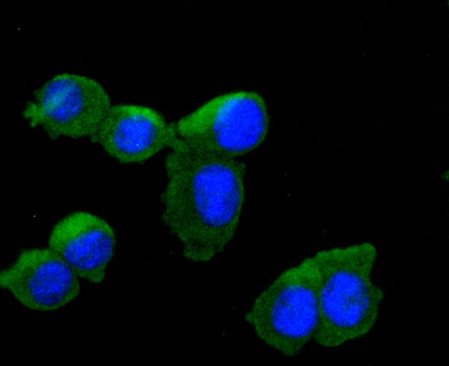 Anti-Tyrosine Hydroxylase Antibody (6W97)