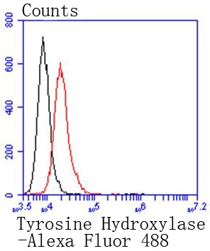 Anti-Tyrosine Hydroxylase Antibody (6W97)