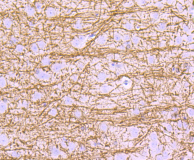 Anti-MBP Antibody (8X293)