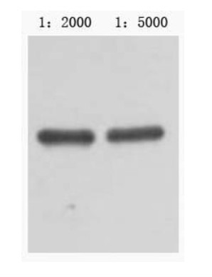Anti-MBP Tag Antibody (3B287)