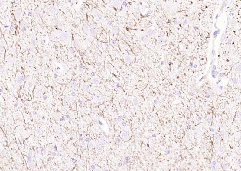 Anti-MBP Polyclonal Antibody