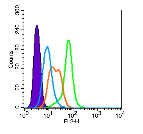 Anti-Phospho-Akt (Thr308) Polyclonal Antibody