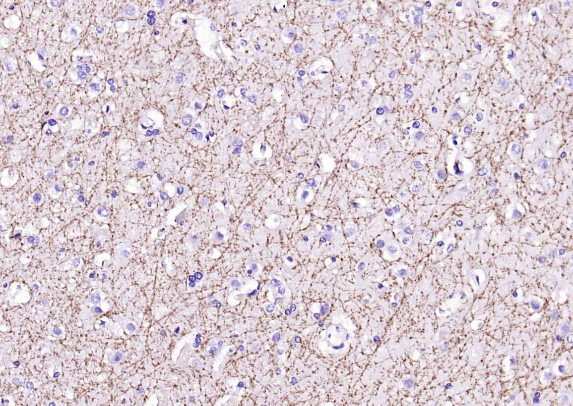 Anti-MBP Polyclonal Antibody