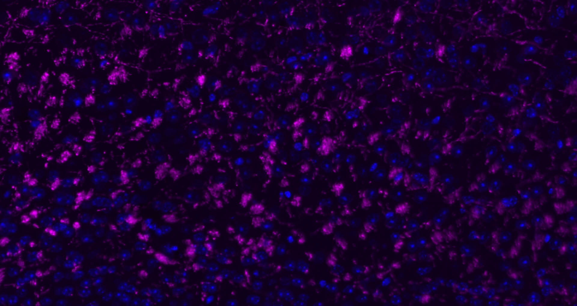 Anti-MBP Polyclonal Antibody