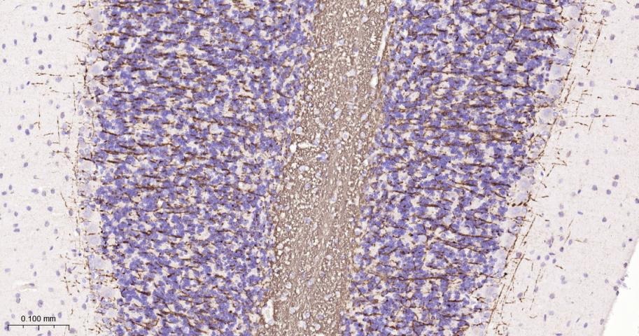 Anti-MBP Polyclonal Antibody 2