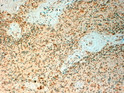 STJ72029 (4µg/ml) staining of paraffin embedded Human Spleen. Steamed antigen retrieval with citrate buffer pH 6, HRP-staining.