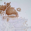 Anti-HSV1 antibody (STJ16101333)
