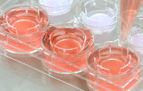Kits de ensaio baseados em células