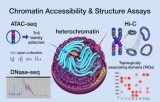 Chromatin accessibility and structure assays