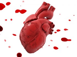 Amostras humanas para a sua investigação cardiovascular: células, tecidos e secções