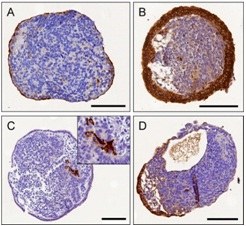 Custom service: Embryoid Body (EB) Formation