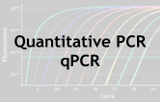 qPCR