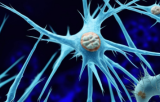 Fibroblast primary cells 