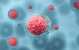 Stem cell 