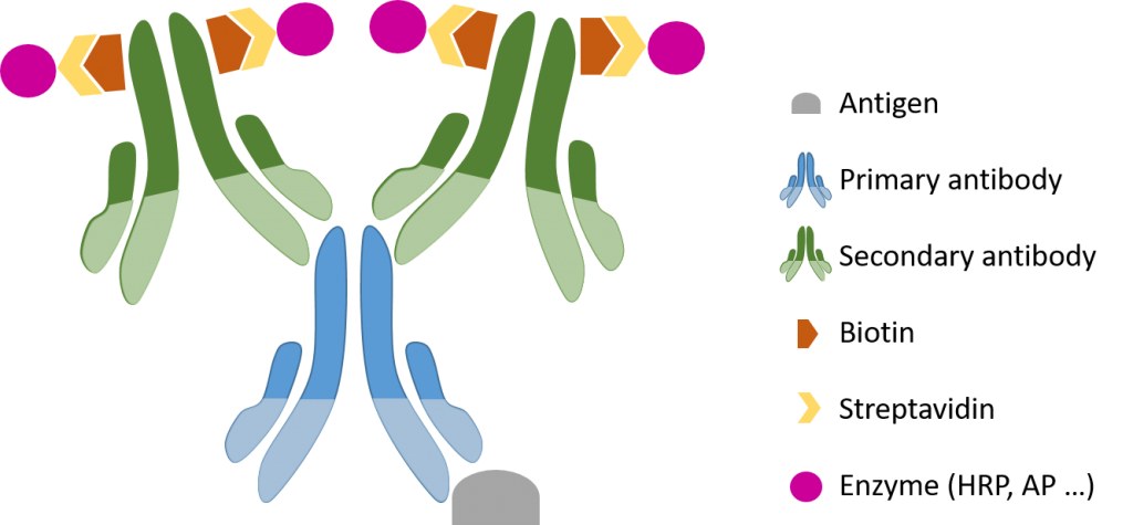 IHC-ABC-Kit