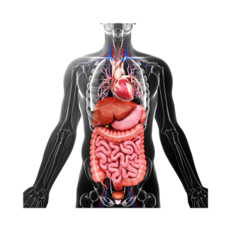 Digestive System