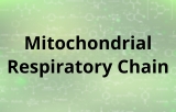 Mitochondrial Respiratory Chain