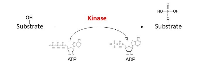 Kinase reactie