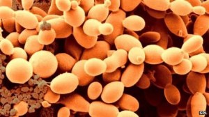 Protein production and purification in an eukaryotic system