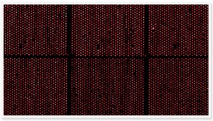 Custom service : DNA Arrays