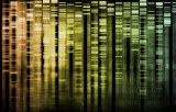 Nucleic acids electrophoresis