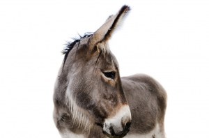 Custom service : Donkey polyclonals production