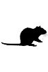 Biological fluids - Rat