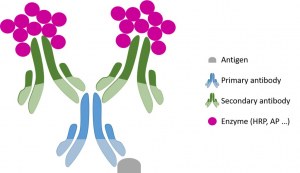 Immunohistochemistry (IHC) General protocol