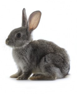 Rabbit polyclonals production