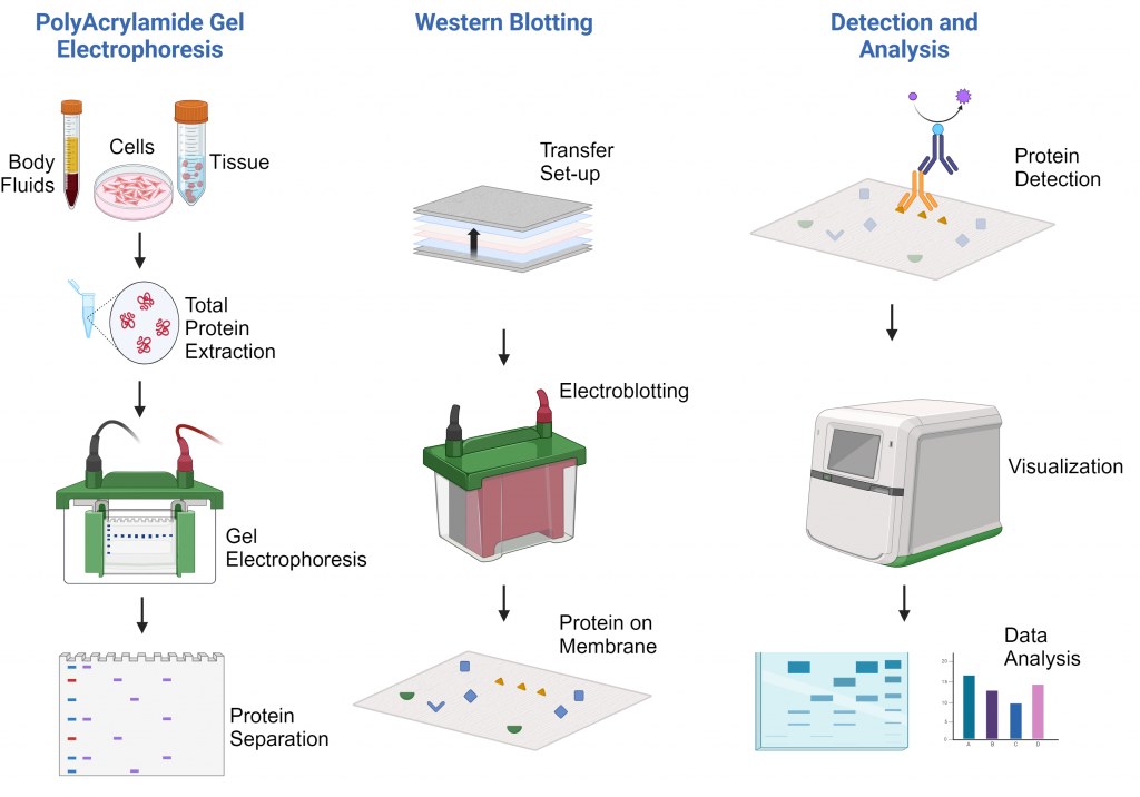 Western Blotting Image